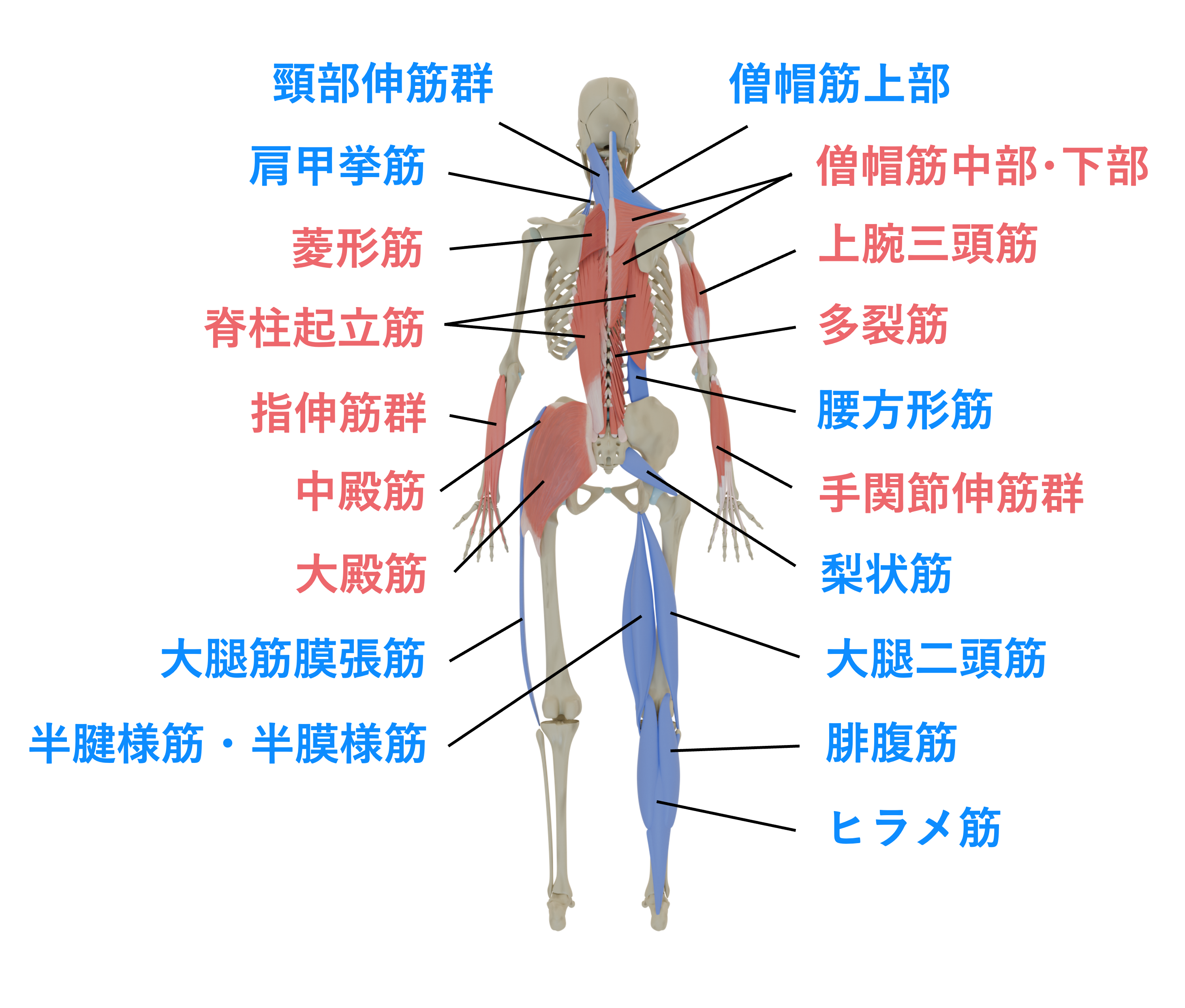 相動優位筋群・姿勢優位筋群（後面）