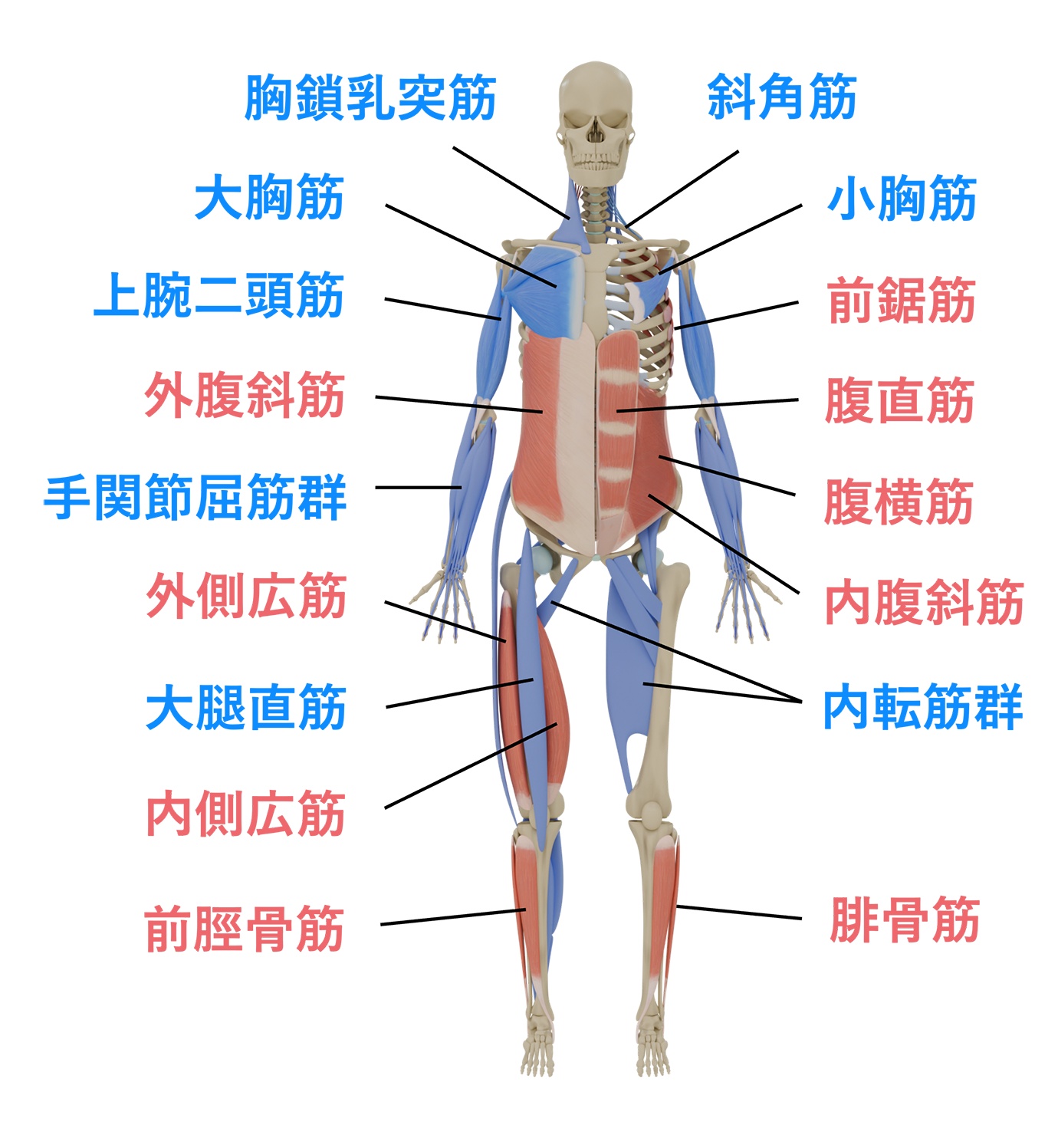 相動優位筋群・姿勢優位筋群（前面）